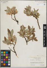 Foto von Salix glauca L. x Salix phylicifolia L.